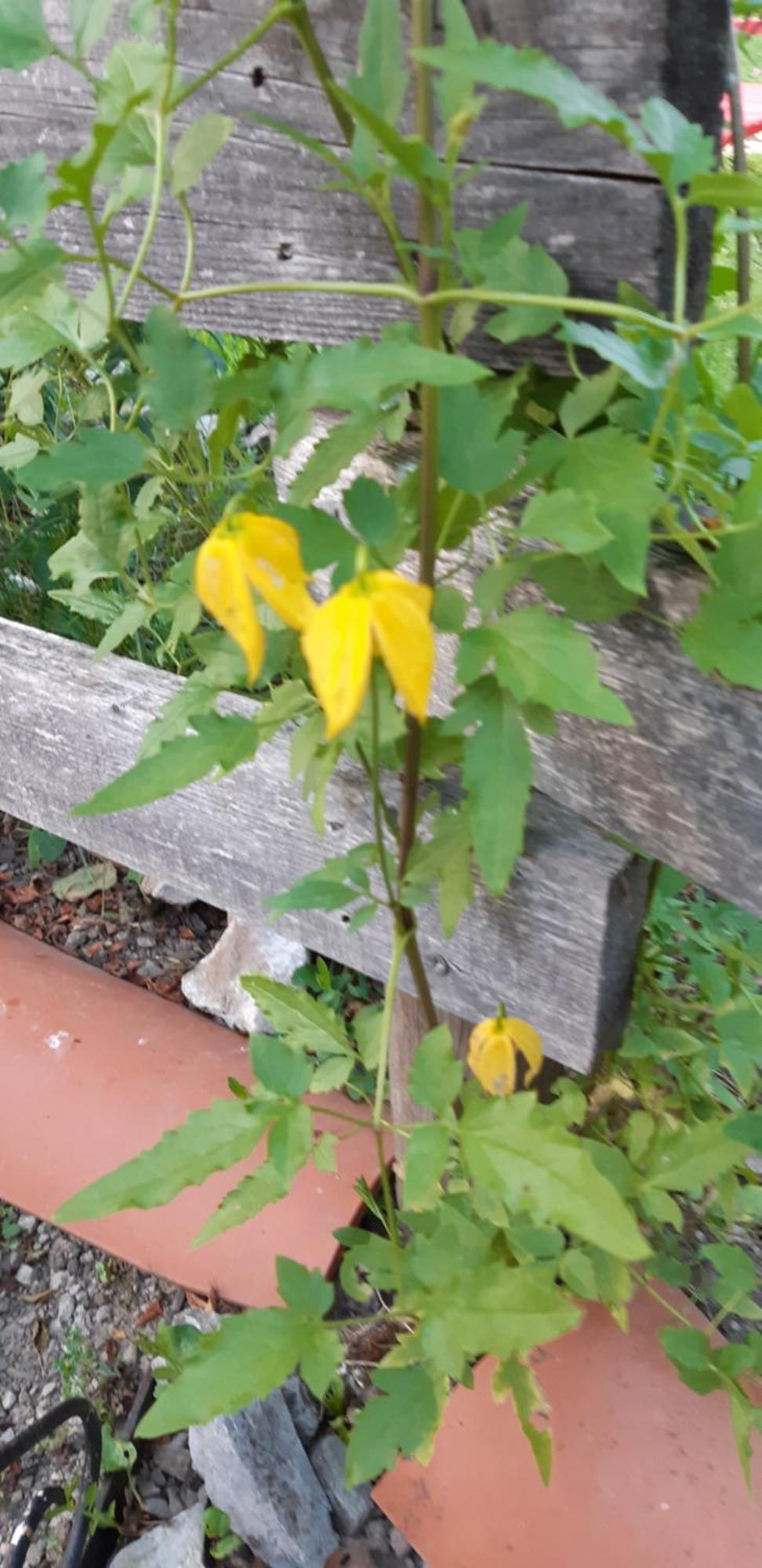Chambre D'Hote Amitie Et Jardin Carmaux Luaran gambar