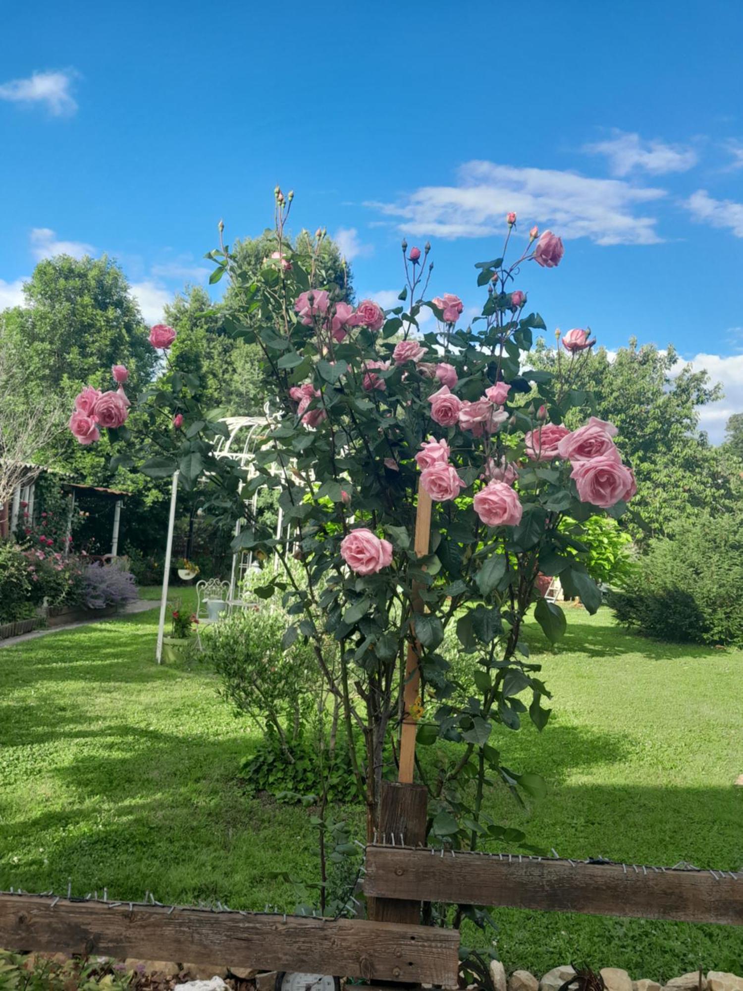 Chambre D'Hote Amitie Et Jardin Carmaux Luaran gambar